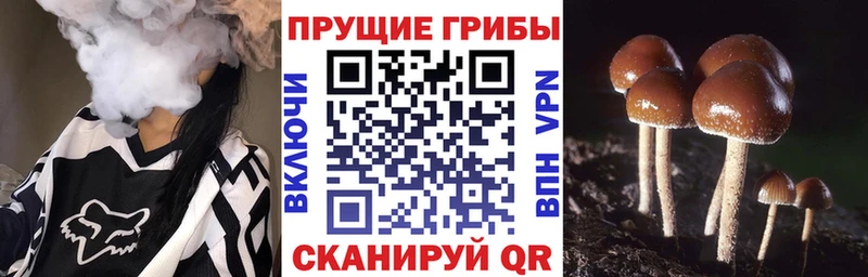 Галлюциногенные грибы Psilocybe как найти закладки Сенгилей